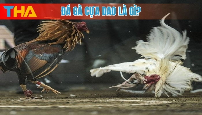 Đá Gà Cựa Dao Là Gì? 5 Điều Cần Biết Để Tham Gia An Toàn 2 Đá gà cựa dao là gì?