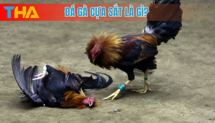 Đá Gà Cựa Sắt Là Gì? 5 Điều Cần Biết Trước Khi Tham Gia 2025 2 Đá gà cựa sắt là gì?