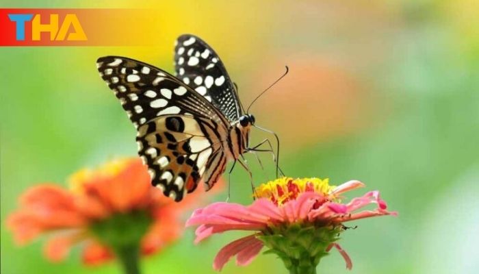 Mơ Thấy Bướm Giải Mã Điềm Báo và 10 Cặp Số May Mắn 2 Mơ thấy bướm