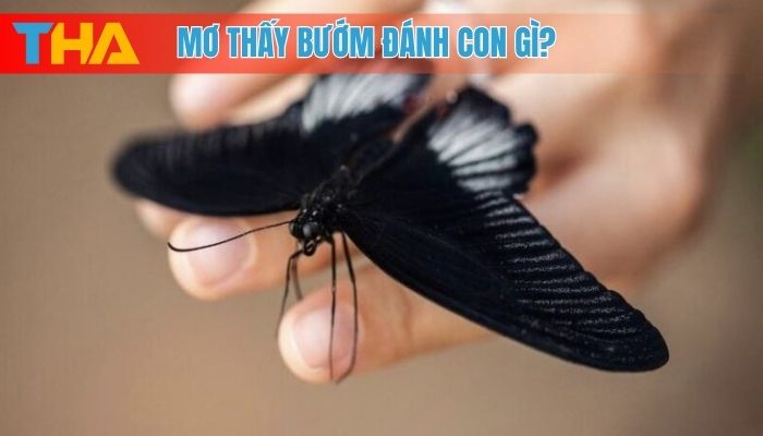 Mơ Thấy Bướm Giải Mã Điềm Báo và 10 Cặp Số May Mắn 4 Mơ thấy bướm đánh con gì?