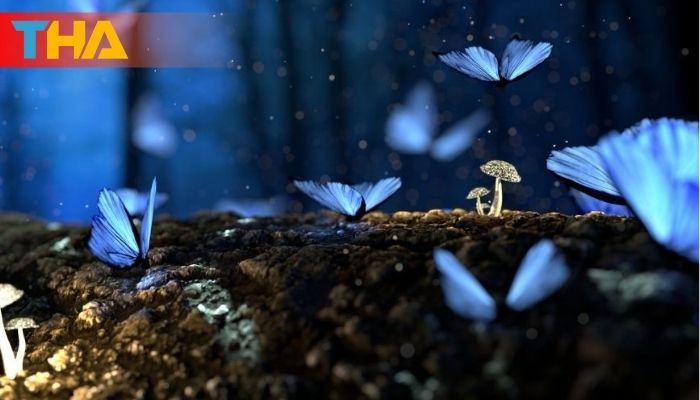 Mơ Thấy Bướm Giải Mã Điềm Báo và 10 Cặp Số May Mắn 3 Mơ thấy bướm đánh số gì?